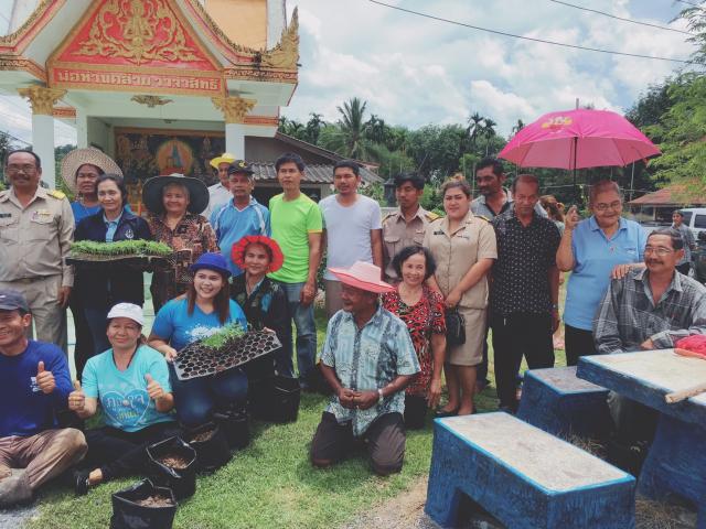 ปลูกดาวเรือง วันที่ 12 ส.ค.2560