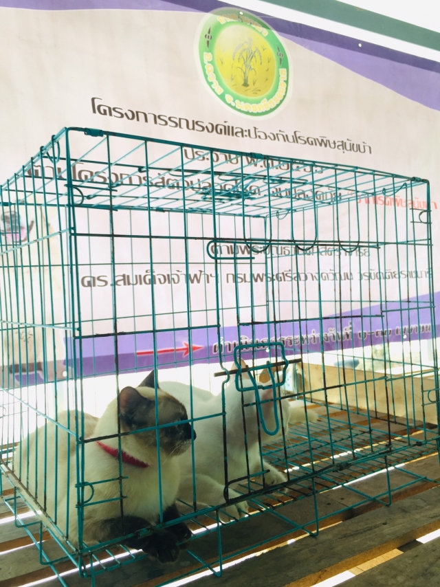 โครงการรณรงค์ป้องกันโรคพิษสุนัขบ้า ปี 2566